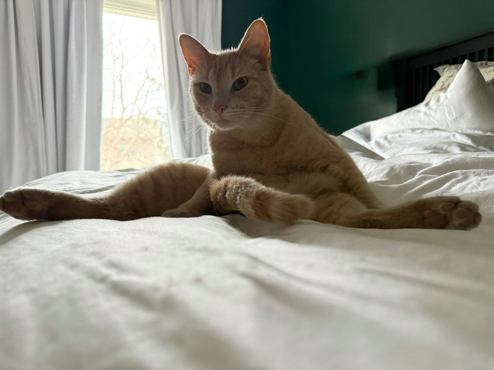 Archie sitting on the bed with legs splayed everywhere