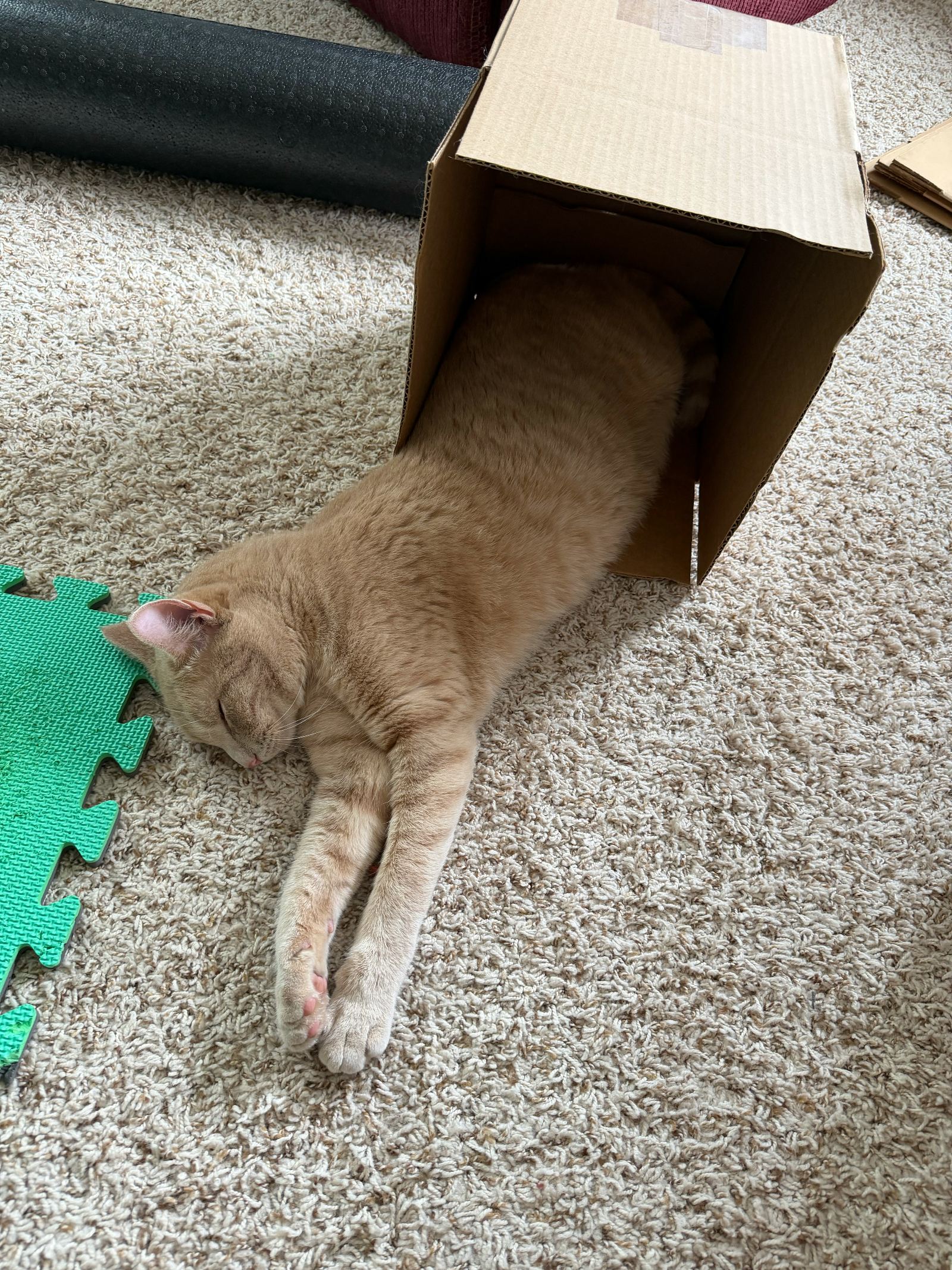 Archie asleep halfway out of a cardboard box
