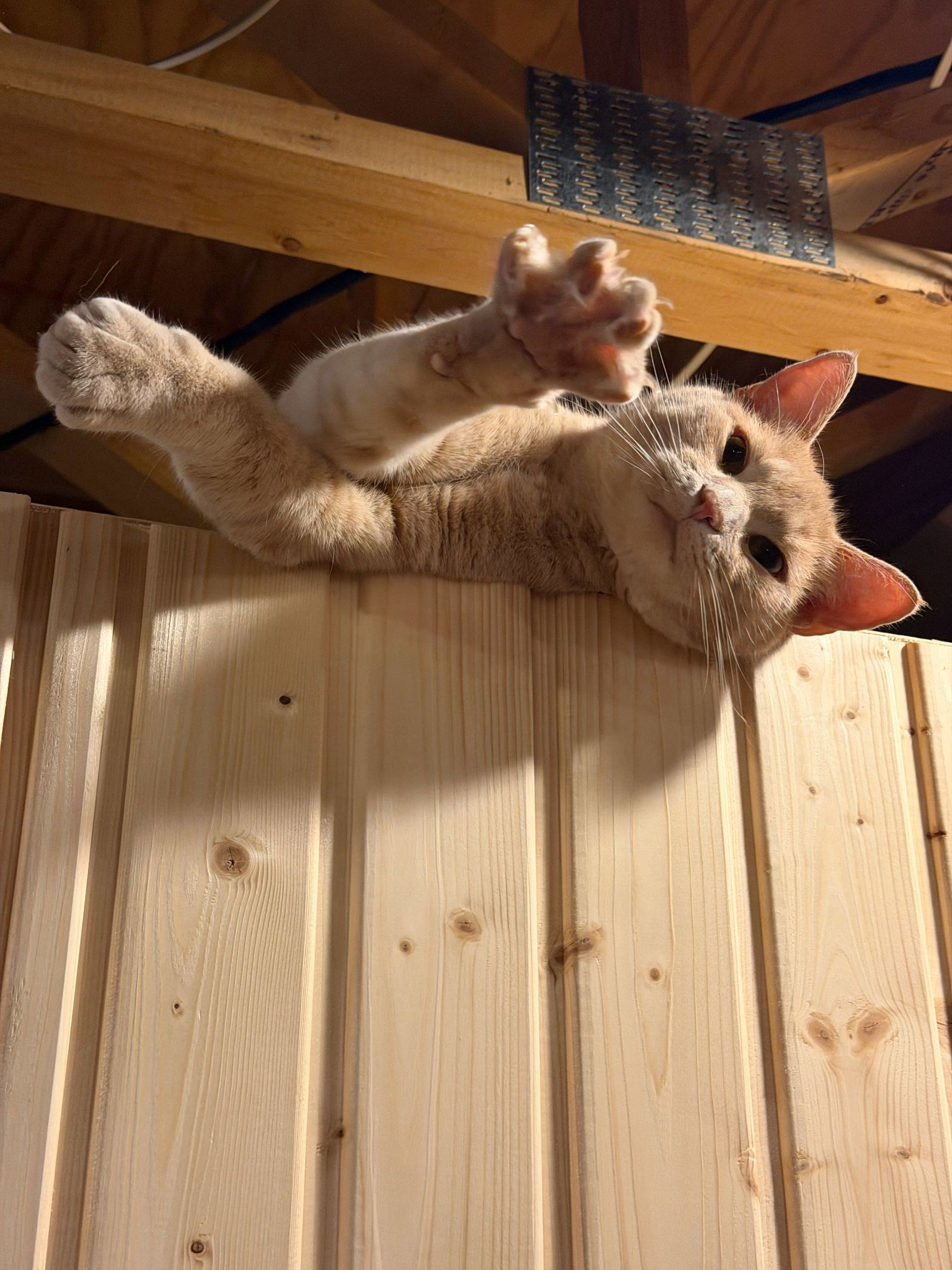 Archie reaching a paw down from the top of the sauna