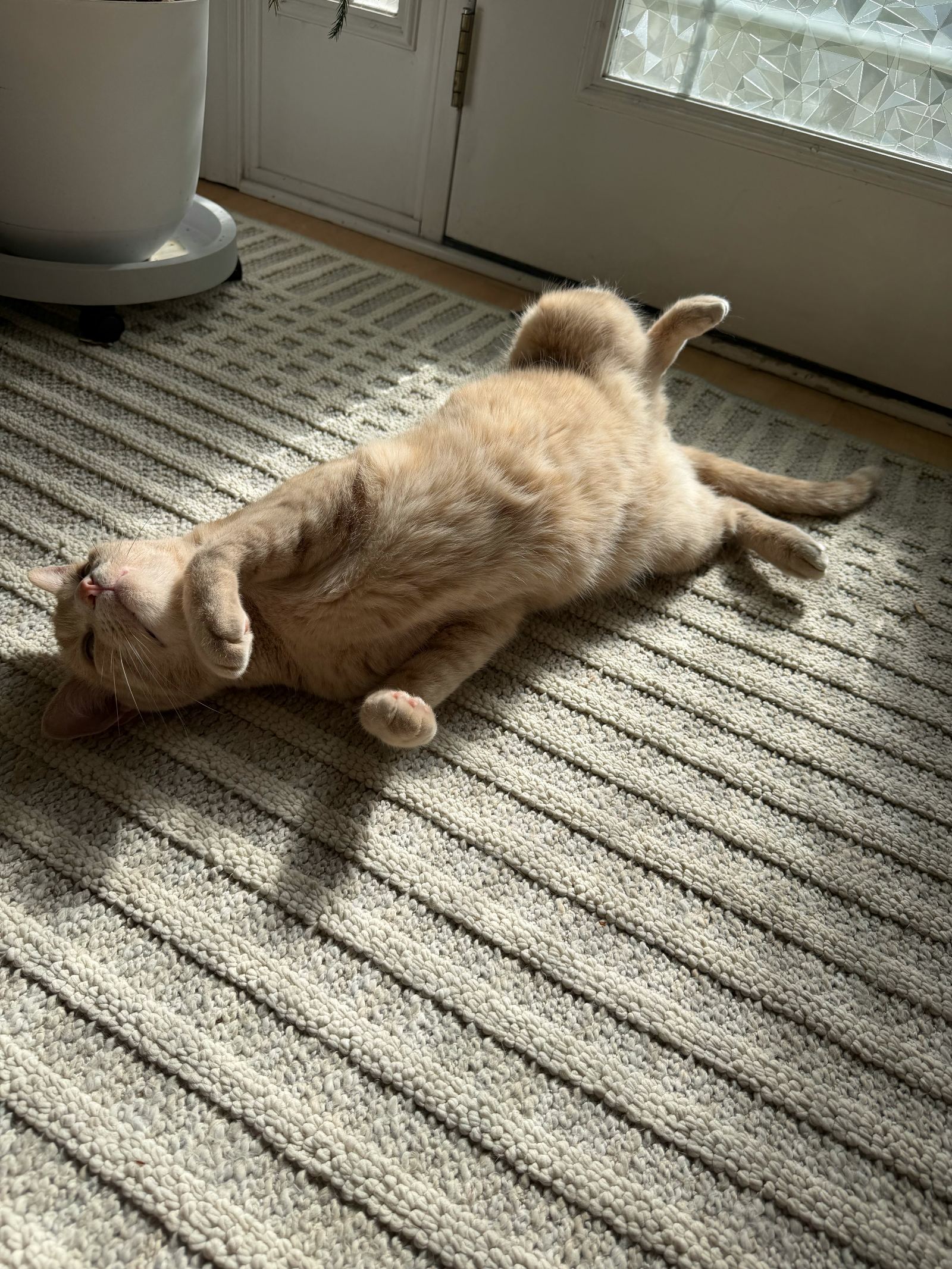 Archie flopped on his back in a sunbeam