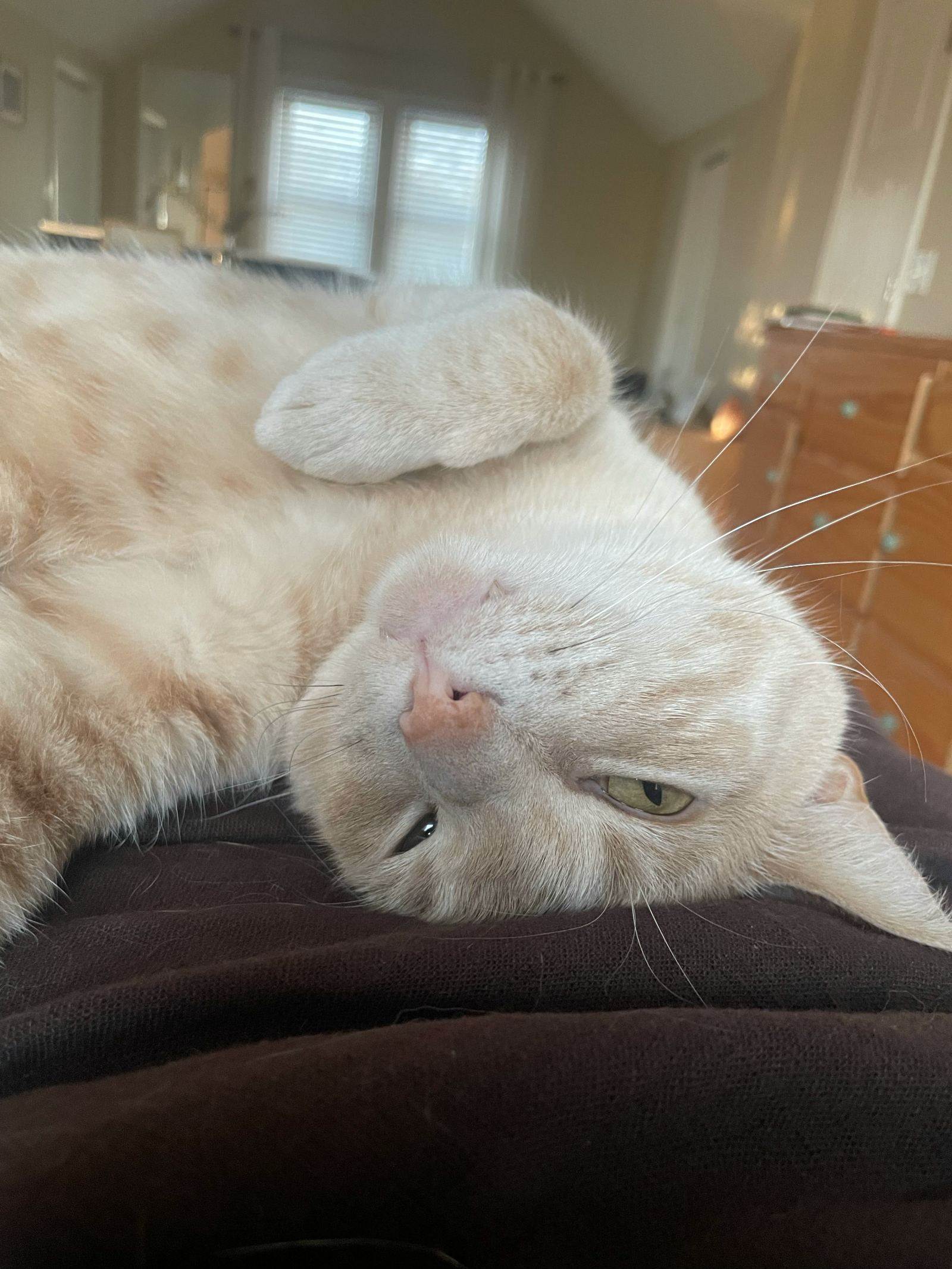 Archie looking at the camera upside down